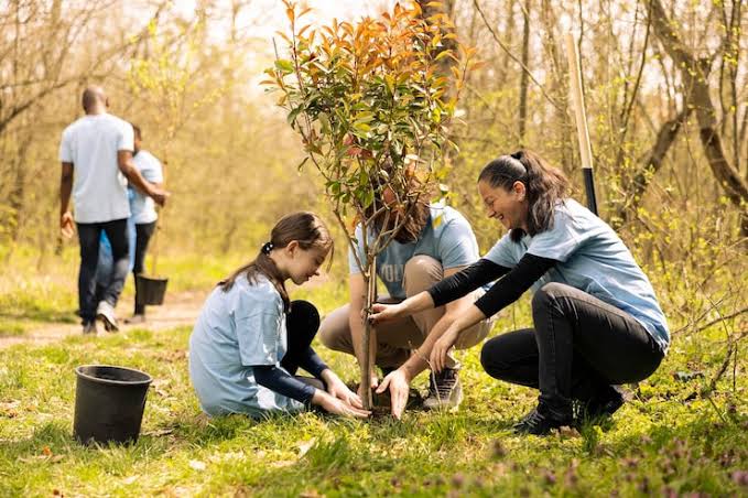 Volunteers planting a young tree together in a wooded area